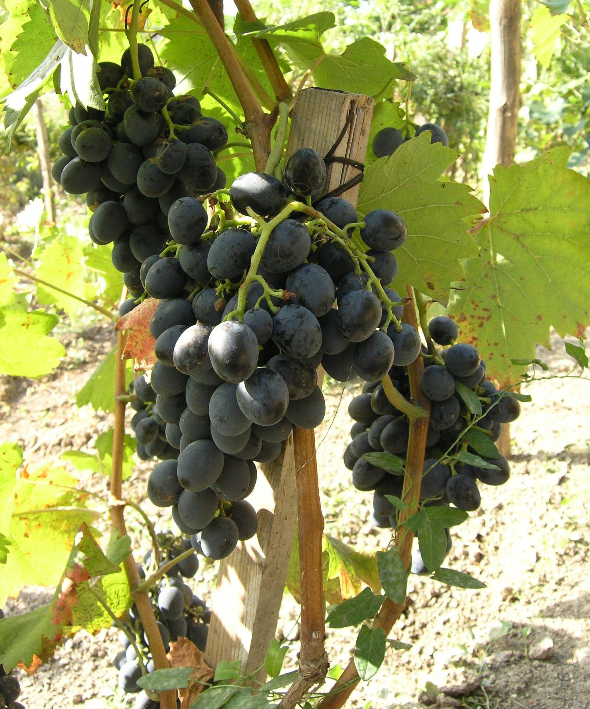 Grožđe