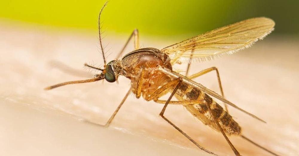 U Beogradu izolovan virus Zapadnog Nila: Nadležni apeluju na oprez i preventivne mere